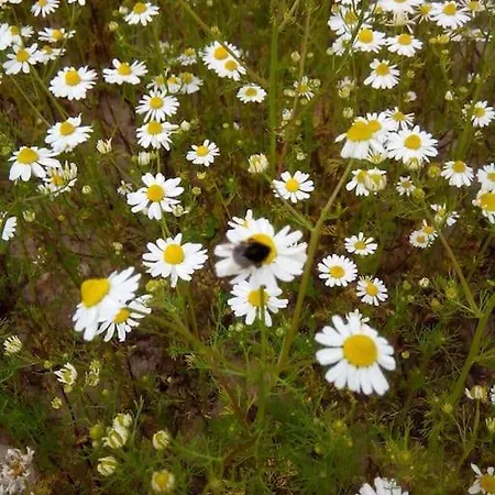 Erholung Auf Dem Land Zwischen Ostsee Und Schlei Stoltebüll