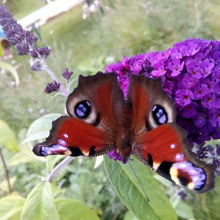 Erholung Auf Dem Land Zwischen Ostsee Und Schlei Ferienhaus Stoltebüll