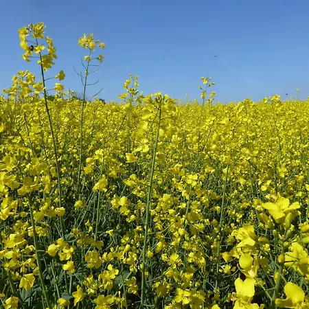 Erholung Auf Dem Land Zwischen Ostsee Und Schlei Ferienhaus *